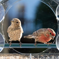 Pet bird feeder; Nature Anywhere Clear Plastic Window Bird Feeder for Outside - Clear Window Bird Feeders with Strong Suction Cups